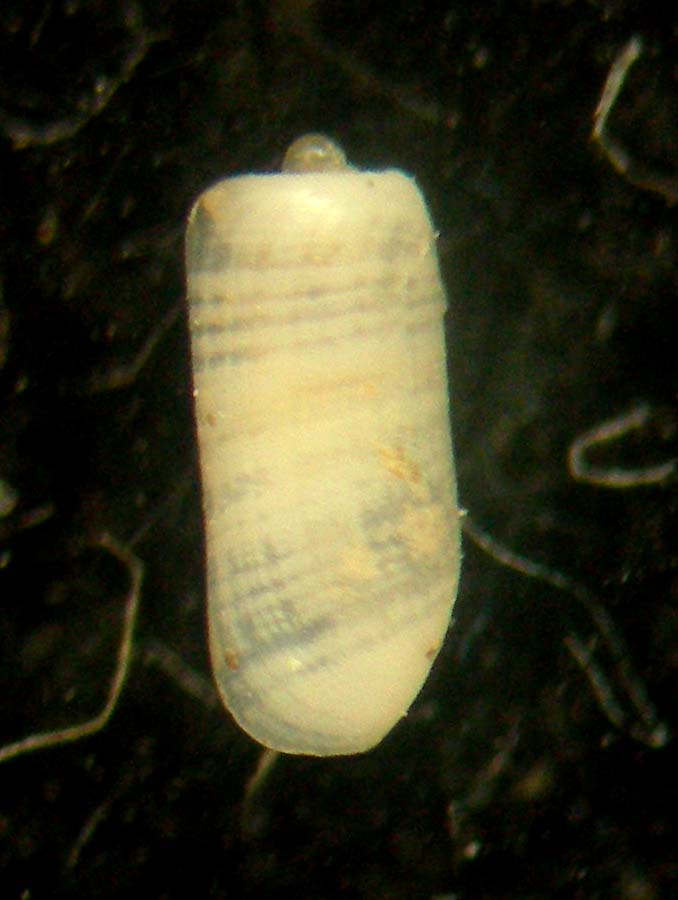 retusa mammillata